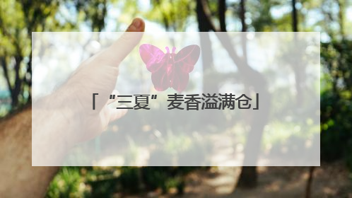 “三夏”麦香溢满仓