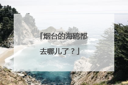 烟台的海鸥都去哪儿了？