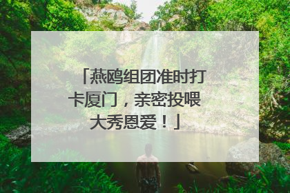 燕鸥组团准时打卡厦门，亲密投喂大秀恩爱！