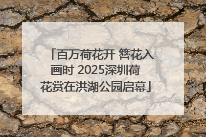 百万荷花开 簪花入画时 2025深圳荷花赏在洪湖公园启幕
