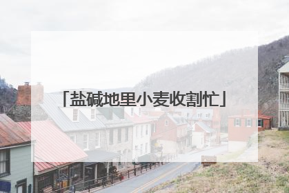 盐碱地里小麦收割忙