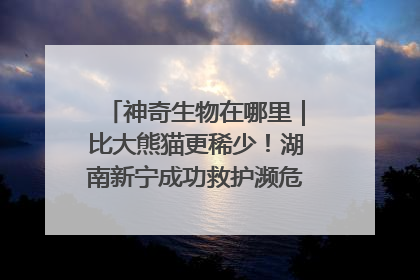 神奇生物在哪里｜比大熊猫更稀少！湖南新宁成功救护濒危鸟类海南鳽