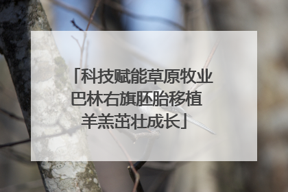 科技赋能草原牧业 巴林右旗胚胎移植羊羔茁壮成长