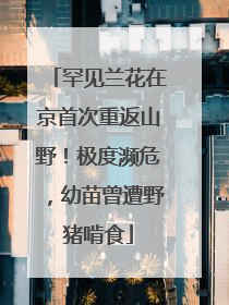 罕见兰花在京首次重返山野！极度濒危，幼苗曾遭野猪啃食