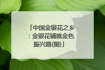 中国金银花之乡：金银花铺就金色振兴路(图)