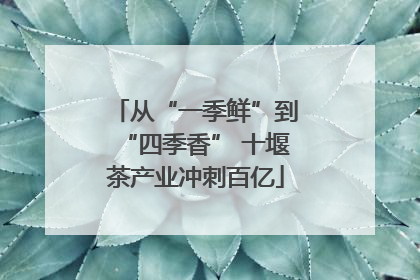从“一季鲜”到“四季香” 十堰茶产业冲刺百亿