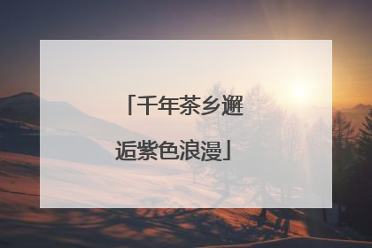 千年茶乡邂逅紫色浪漫