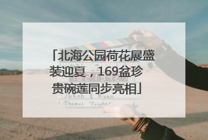 北海公园荷花展盛装迎夏，169盆珍贵碗莲同步亮相