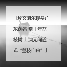 埃文凯尔现身广东茂名 赏千年荔枝树 上演无间道式“荔枝自由”