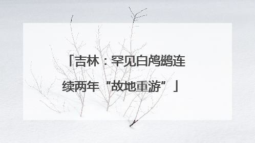 吉林：罕见白鸬鹚连续两年“故地重游”