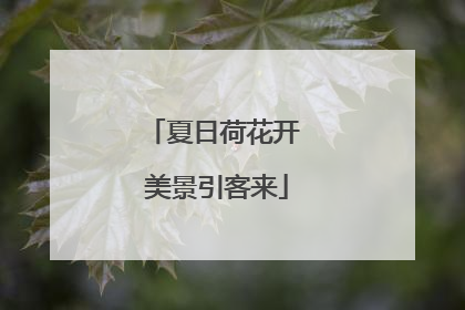 夏日荷花开 美景引客来