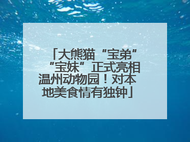 大熊猫“宝弟”“宝妹”正式亮相温州动物园！对本地美食情有独钟