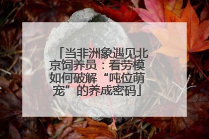 当非洲象遇见北京饲养员：看劳模如何破解“吨位萌宠”的养成密码