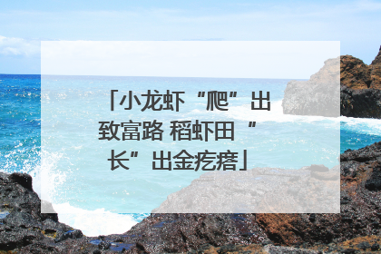 小龙虾“爬”出致富路 稻虾田“长”出金疙瘩