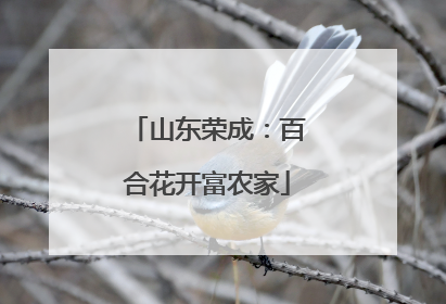 山东荣成：百合花开富农家