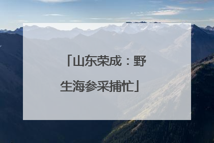 山东荣成：野生海参采捕忙