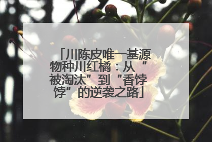 川陈皮唯一基源物种川红橘：从“被淘汰”到“香饽饽”的逆袭之路
