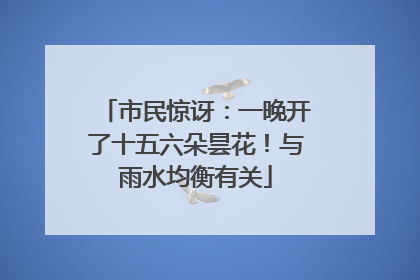 市民惊讶：一晚开了十五六朵昙花！与雨水均衡有关