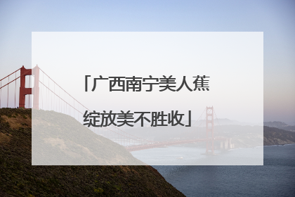 广西南宁美人蕉绽放美不胜收