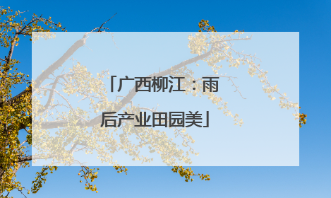 广西柳江：雨后产业田园美