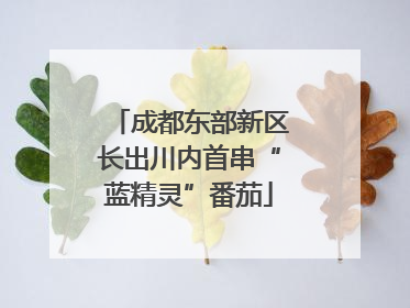 成都东部新区长出川内首串“蓝精灵”番茄