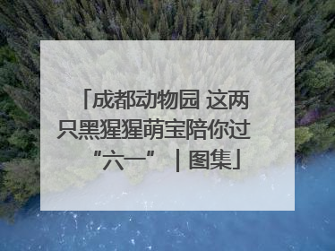 成都动物园 这两只黑猩猩萌宝陪你过“六一”｜图集