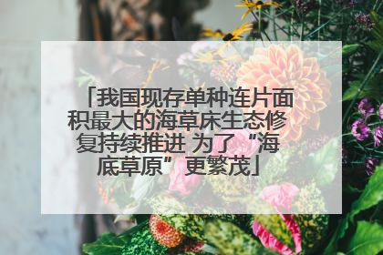 我国现存单种连片面积最大的海草床生态修复持续推进 为了“海底草原”更繁茂