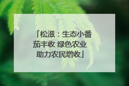 松滋：生态小番茄丰收 绿色农业助力农民增收