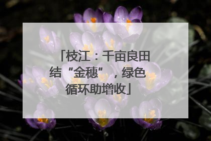枝江：千亩良田结“金穗”，绿色循环助增收