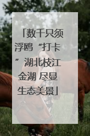 数千只须浮鸥“打卡”湖北枝江金湖 尽显生态美景