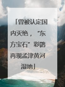 曾被认定国内灭绝，“东方宝石”彩鹮再现孟津黄河湿地