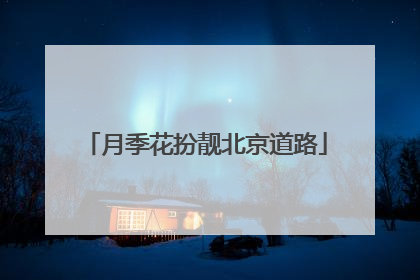 月季花扮靓北京道路