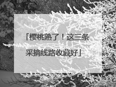 樱桃熟了！这三条采摘线路收藏好