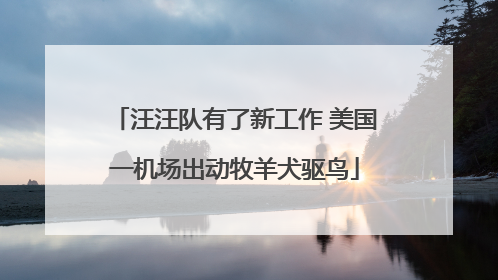 汪汪队有了新工作 美国一机场出动牧羊犬驱鸟