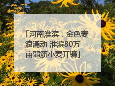河南淮滨：金色麦浪涌动 淮滨80万亩弱筋小麦开镰