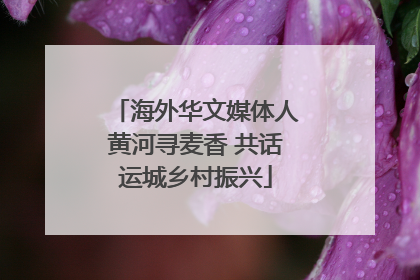 海外华文媒体人黄河寻麦香 共话运城乡村振兴