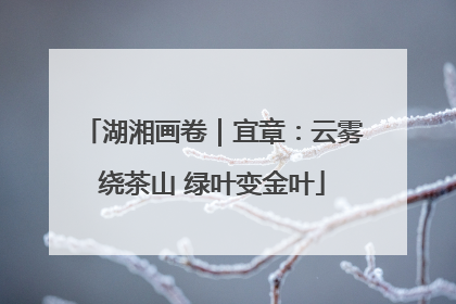 湖湘画卷｜宜章：云雾绕茶山 绿叶变金叶