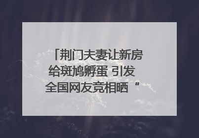 荆门夫妻让新房给斑鸠孵蛋 引发全国网友竞相晒“人鸟共处”图