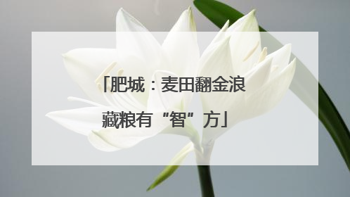肥城：麦田翻金浪藏粮有“智”方
