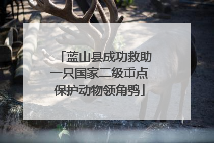 蓝山县成功救助一只国家二级重点保护动物领角鸮