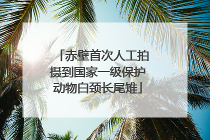 赤壁首次人工拍摄到国家一级保护动物白颈长尾雉