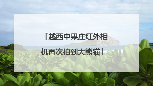 越西申果庄红外相机再次拍到大熊猫