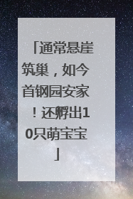 通常悬崖筑巢，如今首钢园安家！还孵出10只萌宝宝
