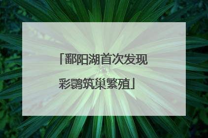鄱阳湖首次发现彩鹮筑巢繁殖