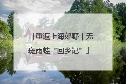 重返上海郊野｜无斑雨蛙“回乡记”