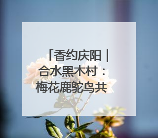 香约庆阳｜合水黑木村：梅花鹿鸵鸟共舞 文旅融合绘就“诗与远方”