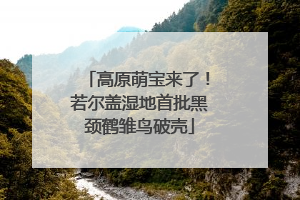 高原萌宝来了！若尔盖湿地首批黑颈鹤雏鸟破壳