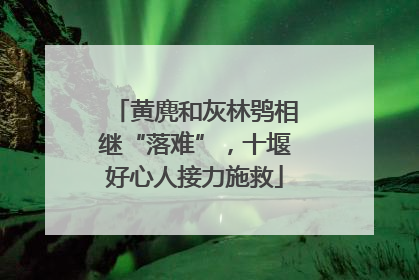 黄麂和灰林鸮相继“落难”，十堰好心人接力施救