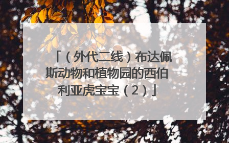 （外代二线）布达佩斯动物和植物园的西伯利亚虎宝宝（2）